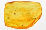 Two Fossil Dark-Winged Fungus Gnats (Sciaridae) In Baltic Amber #367490-1